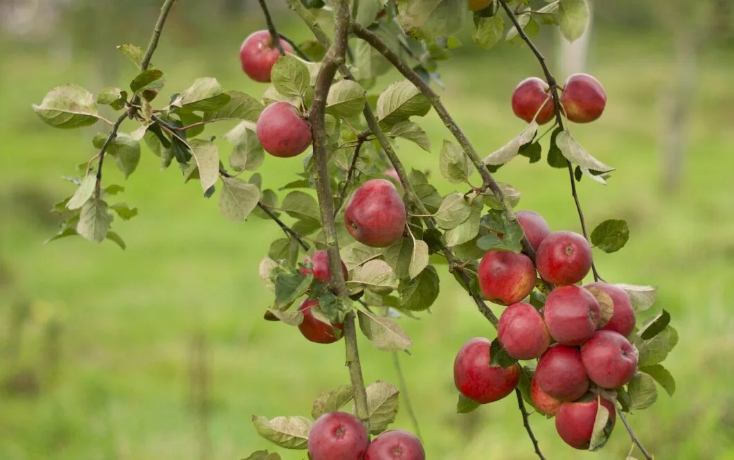 ALL THINGS DRINKS - Find & Foster Devon Cider Apples