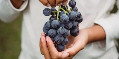ALL THINGS DRINKS - Discovering Natural Wines - Thumbnail