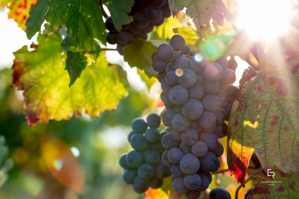 ALL-THINGS-DRINKS-Vins-du-Beaujolais-Image.